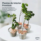 Muda Árvore da Felicidade Legítima ? A Planta da Sorte e Harmonia