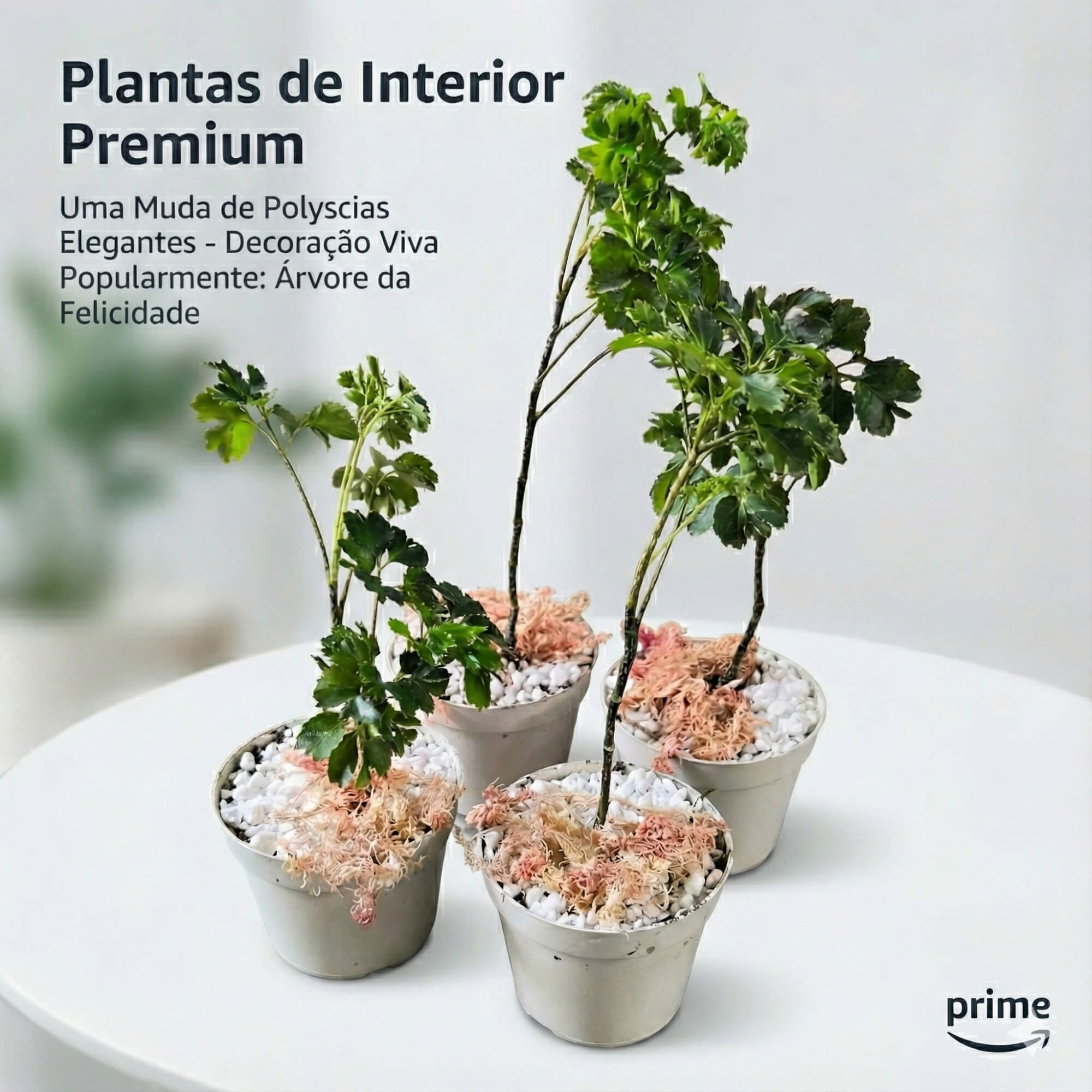 Muda Árvore da Felicidade Legítima ? A Planta da Sorte e Harmonia