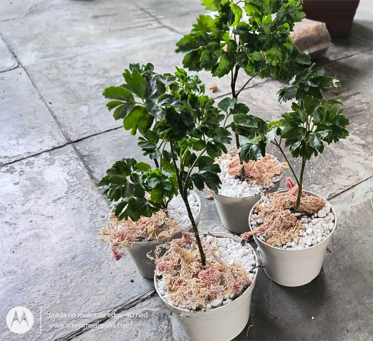 Muda Árvore da Felicidade Legítima ? A Planta da Sorte e Harmonia